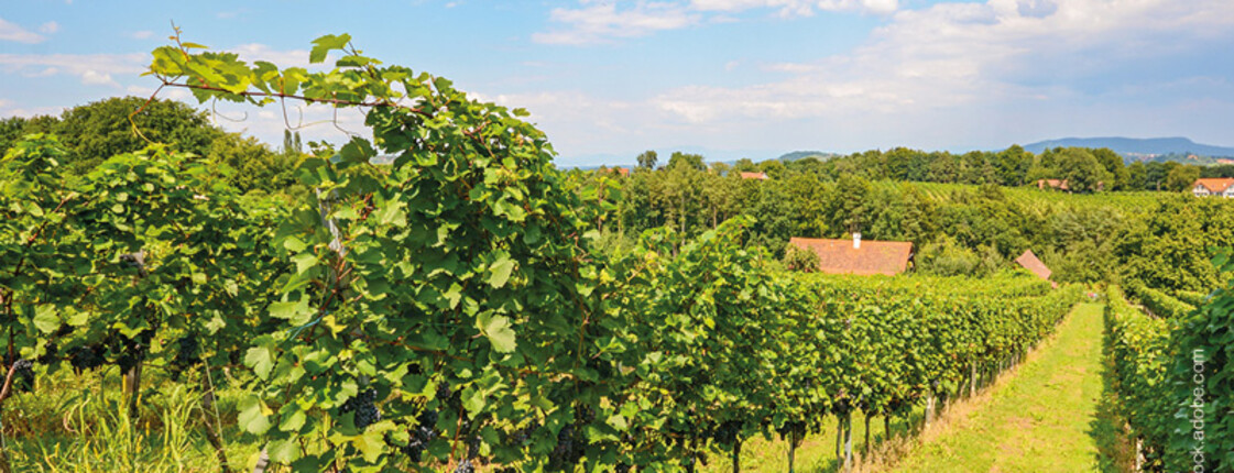 Wohnen Weinviertel Landschaft
